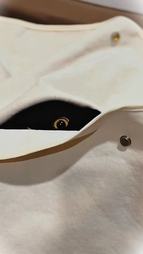 222K views · 15K reactions | Played hide and seek… forgot to seek  #funnyduo #catcomedy #reelsfypシ | Ptoumao | Facebook