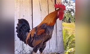 Gà trống có tiếng gáy 'dài nhất thế giới'