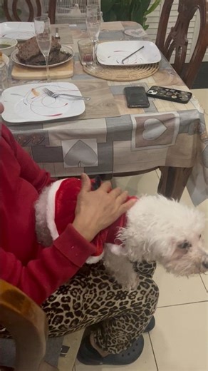 Willow The Maltipoo/Domestic Dog On New Year’s Eve In Tkaronto/Toronto