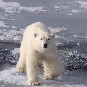 Arktischer Ozean stirbt! Eine sich rasch verändernde Arktis ist ein weltweiter Grund zur Sorge ! Eine sich rasch verändernde Arktis ist ein weltweiter Grund zur Sorge. Jeden Sommer schmilzt das Meereis in der Arktis – aber es schmilzt von Jahr zu Jahr mehr. Der dramatische Verlust ist darauf zurückzuführen, dass sich die Arktis zwei- bis dreimal schneller erwärmt als der Rest des Planeten, mit schlimmen Folgen. Als „Arktis“ bezeichnet man die Erdregion um den Nordpol. Der Arktische Ozean ist mit