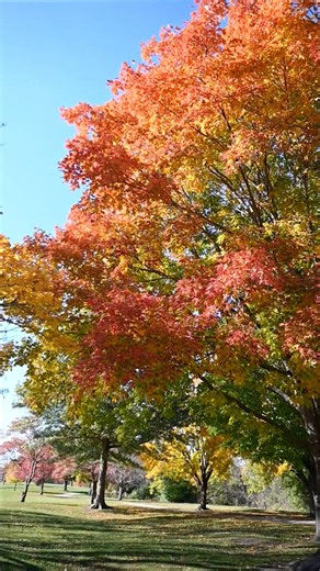 We love fall in Schaumburg 🍁🧡🍂#fall #autumn #leaves #trees #nature #outdoors #schaumburgparkdistrict #schaumburg #schaumburgillinois #schaumburgil | Schaumburg Park District