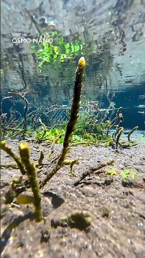 水の中を覗いたら、想像以上に美しかった💧 Osmo Nanoで撮影した水中世界