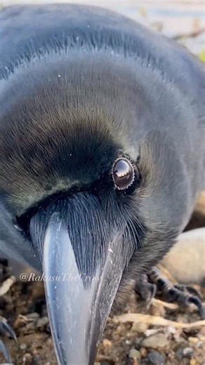 Say “Aaaahhh!” out loud—spooky style! 👻 Let’s spread that Halloween crow love around 🐦‍⬛🖤🎃 #rakasuthecrow #crow #crows #crowsofinstagram #crowlovers #lovecrow #corvid #corvids #peacefulmind #カラス #crowslife #junglecrow #ravensandcrows #crowpics #crowvideo #crowfriends #cutecrow #crowtherapy | Rakasu the Crow