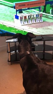 5.6K views · 119 reactions | Not alone do greyhounds love to race, they also love to watch racing.. here Mark Burridges retired greyhound tuning into RPGTV. We love how she looks behind the tv to see if their there 藍 thanks Mark for the video  | Buckley Greyhound Training | Facebook