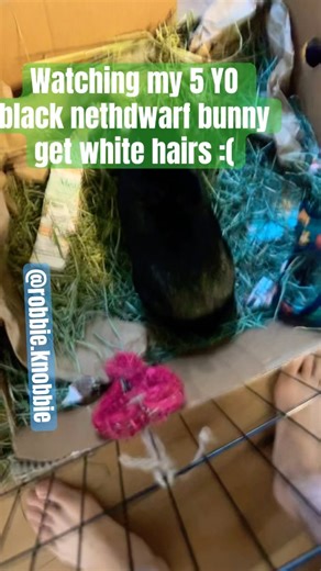 Watching my first rabbit slowly get his silver.... #fypシ #fyp #bunny #rabbit #netherlanddwarfrabbit