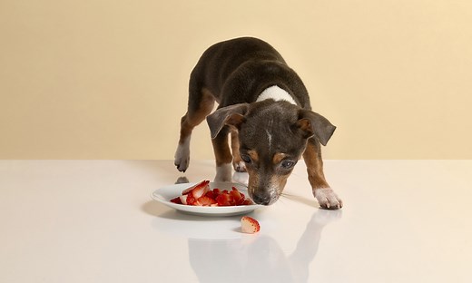 Can Dogs Eat Strawberries? | Chewy