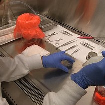 Video: Monitoring Astrocyte Reactivity and Proliferation in Vitro Under Ischemic-Like Conditions