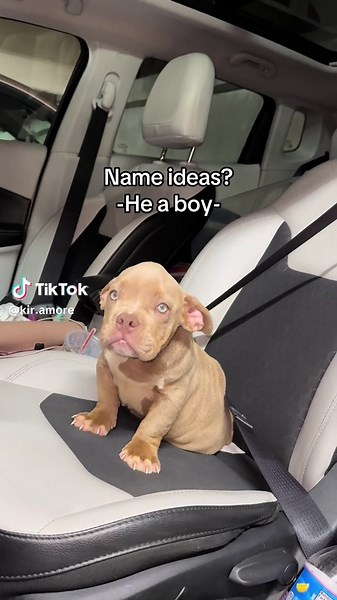 Creative Bulldog Name Ideas for Your New Puppy
