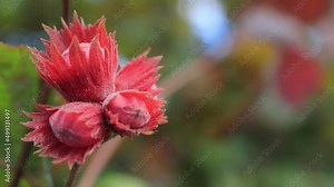 Young fruits of nuts and green leaves of the forest hazel tree
