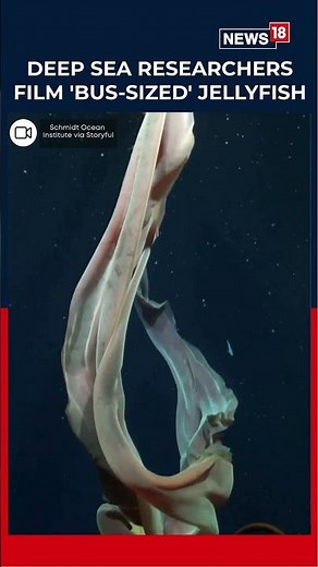 Rare "Bus-Sized" Phantom Jellyfish Filmed Off Argentina Coast! | N18S