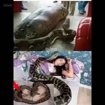 Woman slept with her python every night until the vet showed her a surprising … See more https://nowviral.net/779 | NM Ancient