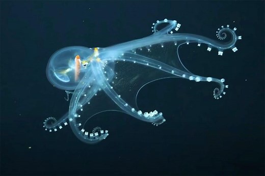 Extremely rare glass octopus filmed in remote corner of Pacific Ocean