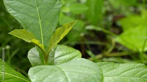 Teak Tree (Tectona grandis) is a tropical hardwood tree plantation teak wood family Lamiaceae. close up of teakwood plant