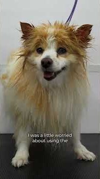 Rescue Dog Adoption Transformation