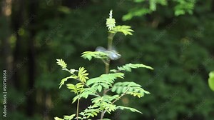 Little chestnut sided warbler, setophaga pensylvanica perching on a sapling and fly away against beautiful woodland environment on a sunny day.
