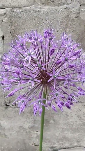 Декоративный лук (аллиум) #flowers #аллиум #garden #сад #цветы #цветыдлясада #nature