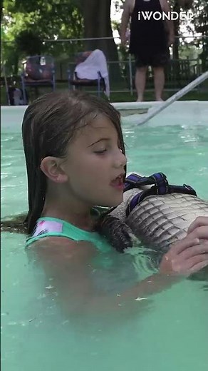 Wally The Alligator Is Unlike Any Alligator You've Ever Seen
