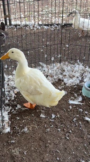 Ducks are not exploding, just that time of the year. #Molting | For Duck's Sake