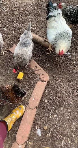 Dawn Corso Hahn on TikTok