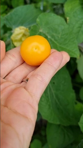 Physalis anbauen 🍊🌱 - so klappts auch in Deutschland ✨️