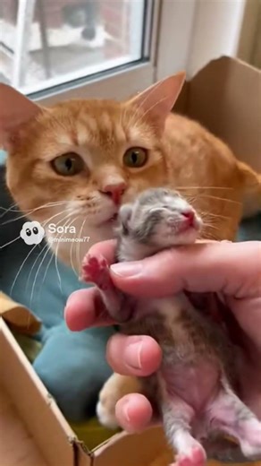 Protective Mom Cat PANICS When Her Kitten Is Lifted 😿💔 | “Give Me Back My Baby!”