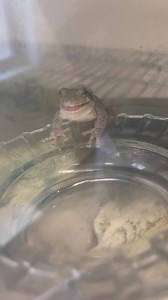 Just a light afternoon three-mealworm snack. This is our most recent Gray Treefrog patient, who was brought to us after being found inside the finder's home. We often get calls in early winter when people begin bringing potted plants indoors to avoid the frosty weather, not knowing that there was a sleeping frog hitching their way in! Since it was too cold to release this frog back outdoors at the time, this hearty eater is enjoying their free room service while they wait out the cold weather un