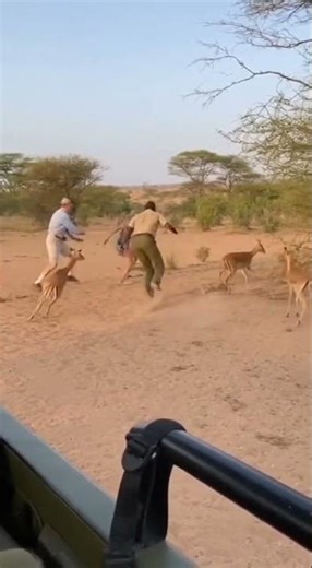 Caught on Camera: Tourists Run as Wild Lion Approaches!