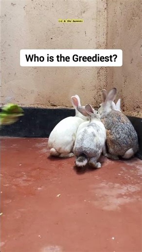 Which of My 5 Rabbits Is the Greediest?