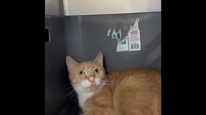 79 reactions · 28 shares | Who's that playing peek-a-boo under her...