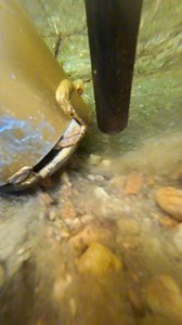 75K views · 514 reactions | Num num num num #dredging #gold #goldmining #goldprospecting #goldrush #goldpanning | Au DMV. | Facebook