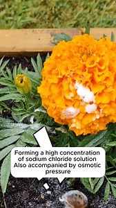 Tips to effectively treat snails #gardeningfun #gardening_feature #urbangardening #gardeninguk #gardeningphoto #gardeningistherapy #gardening101 #gardeningisfun #gardeningtime #gardeningday #gardeningproblems #gardeninggoals #gardeningideas #gardeninglove #gardening4pleasure #gardeningtips #gardeningmakesmehappy | Home Gardening