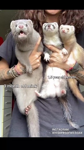 Mustelidae Family: Mink, Ferret, and More Animals