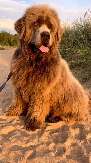 4.9K views · 55 reactions | The Newfoundland Dog, affectionately...