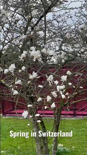 Spring in Switzerland #switzerland
