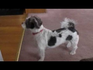 Dog Barking At Doorbell
