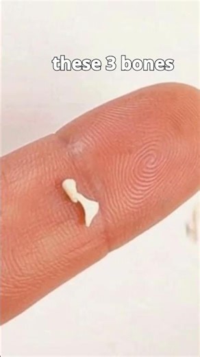 Ear bones||#viralvideo #trending #ytviral #ytshorts #shortsfeed #short #shortsviral #motivation #yt