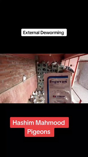 hashimmahmoodpigeons on TikTok