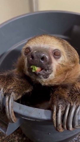 Sloth snacks on strawberries with slow, happy bites