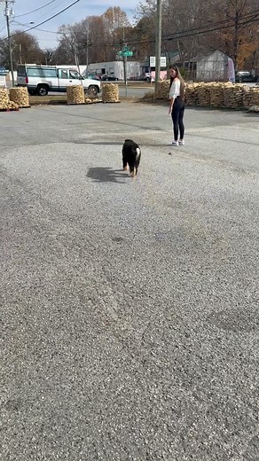 Simpson enjoying the off leash life with his family! | Cory Hamilton