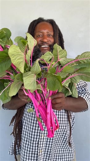 Baker Creek Heirloom Seeds | Pink beauty amaranth! All the way from India comes this fluorescent, hot pink beauty. Delicious spinach like leaves and tasty stems are... | Instagram