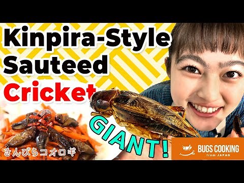 Sautéed Crickets / Edible Insects & Bugs