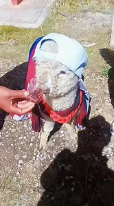 🤭🤣 | Lago Titicaca Perú