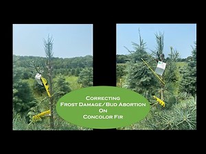 How to correct a Concolor Fir that has aborted/frost damaged buds