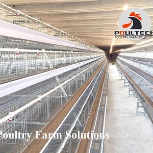 [Hot Item] A Type Layer Cage with Automatic Feeding Machine System