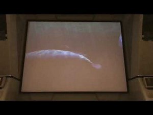 The very last showing of the wild arctic, 1/09/2020 the #wildarctic adventure ride at Seaworld