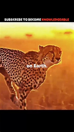Being the Fastest Isn't Always Enough... 🐆💨 #Shorts #Cheetah #AnimalFacts #Wildlife #Nature