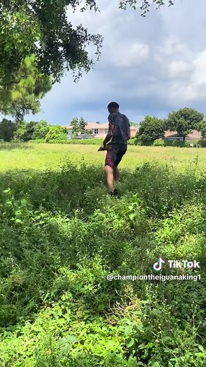 Iguana 🦎 Hunting In Florida #championtheigauanaking #wildlife #florida #iguanasoftiktok #invasivespecies #iguanas #outdoors #nature #express #floridawildlife #explorepage #exotic #nature #photography #wildanimals #wild #explore #iguana #greeniguana