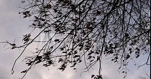 windy weather in the winter park oak trees, the last foliage on the branches of the oak tree in the winter season in the park