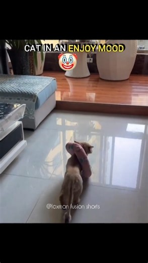 Cat in enjoy mood
