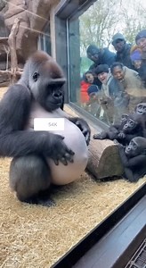 All baby gorillas are waiting newborn baby | Rsa Times